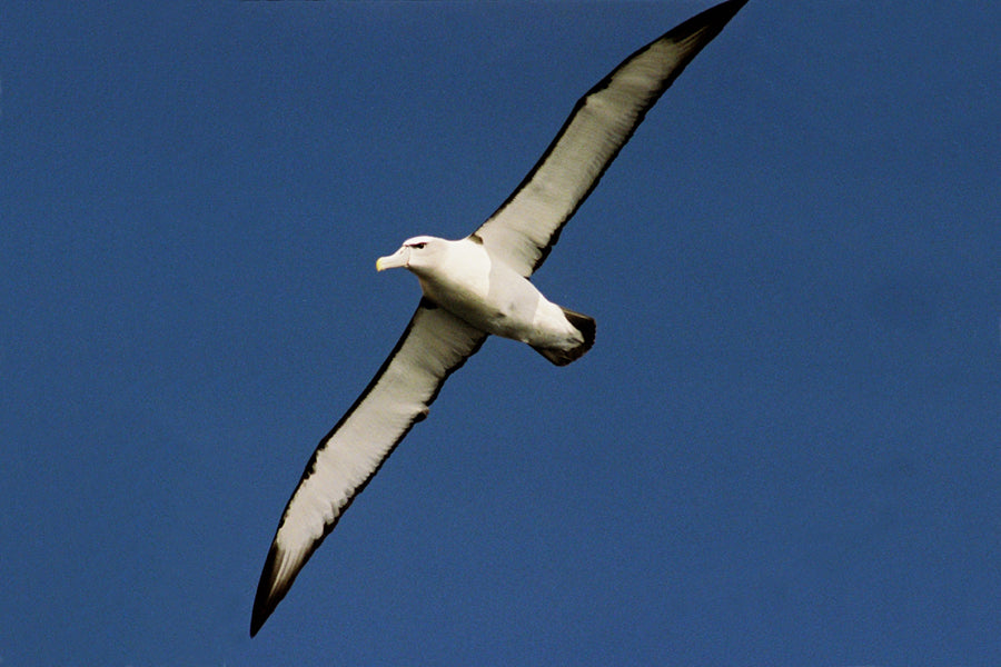 Bruny Island Cruises 3 Hour Wilderness Cruise