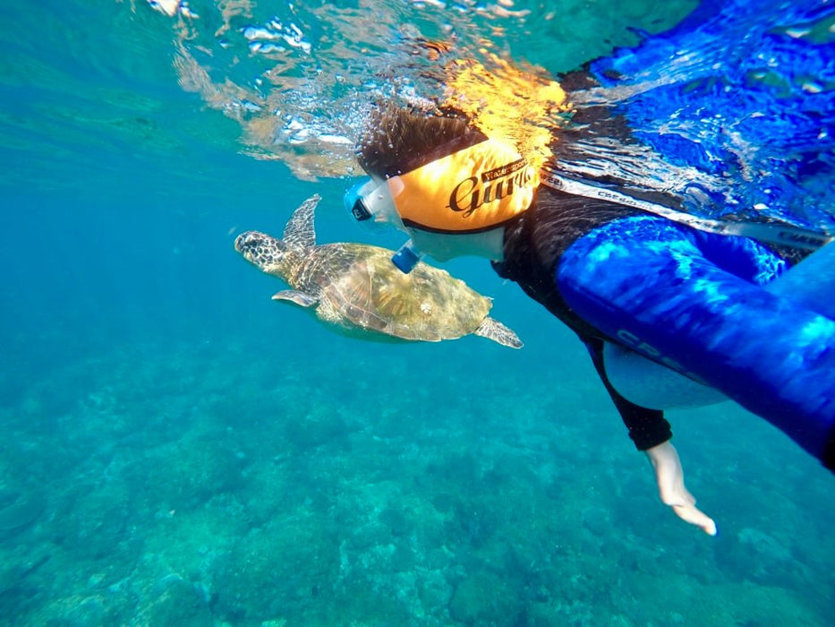 Snorkel With The Turtles In A Private Boat