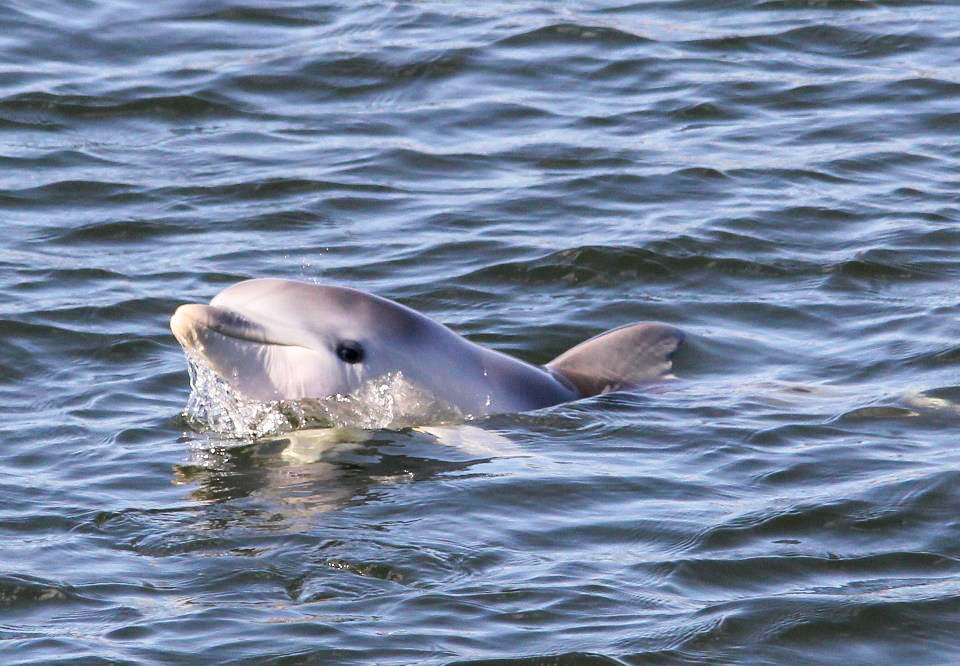 Dolphin Sanctuary Mangroves Tour