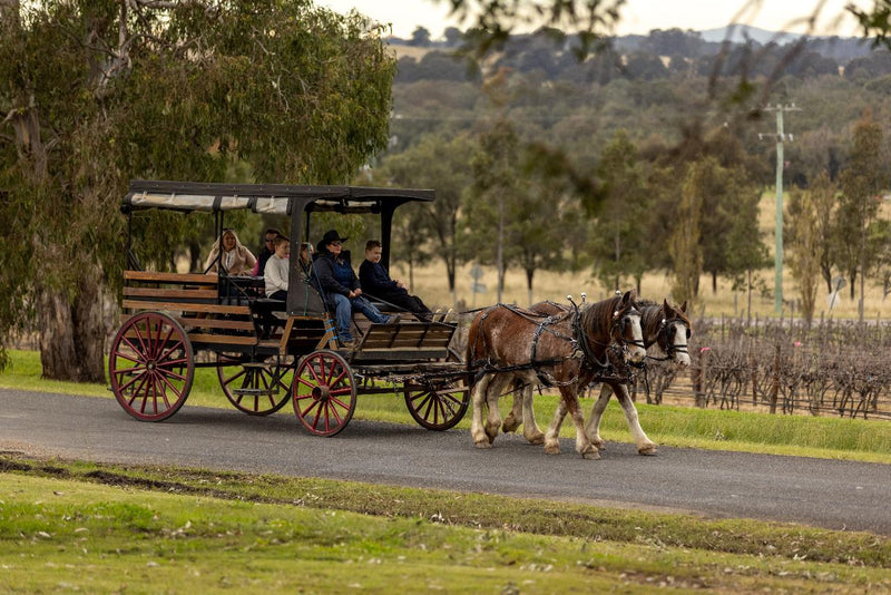 45-Minute Vineyard Horse-Drawn Carriage Ride