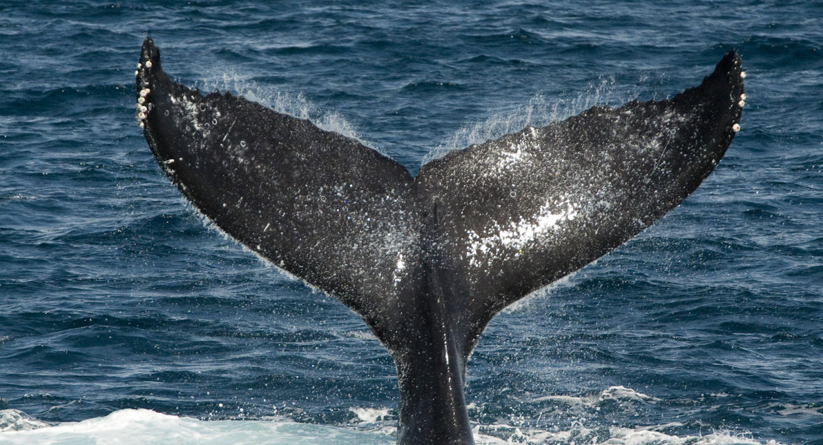 Sails And Whales Private Charter Whale Watching On A Luxury Sailing Catamaran