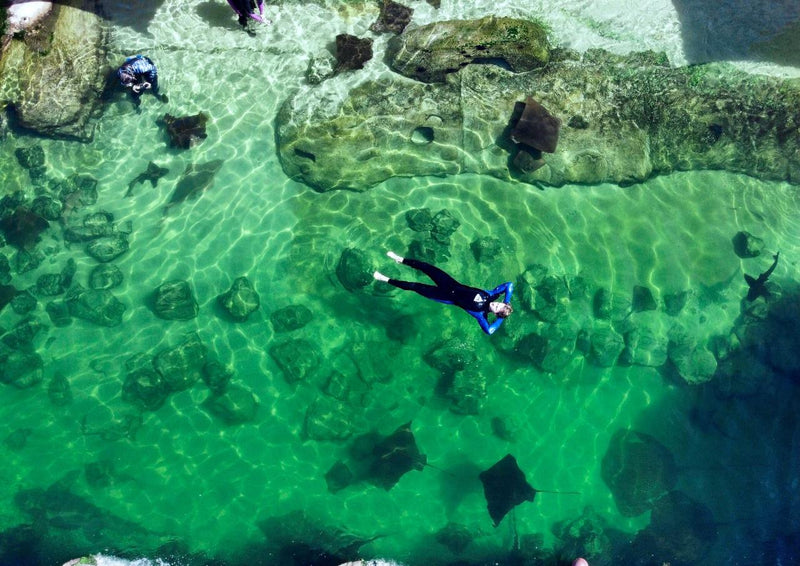 Stingray Snorkel With Entry Pass