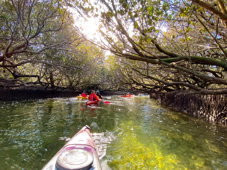 Dolphin Sanctuary Mangroves Tour