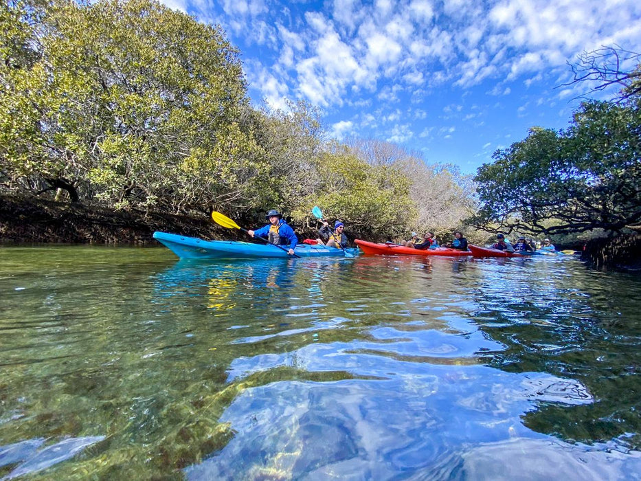 Dolphin Sanctuary Mangroves Tour