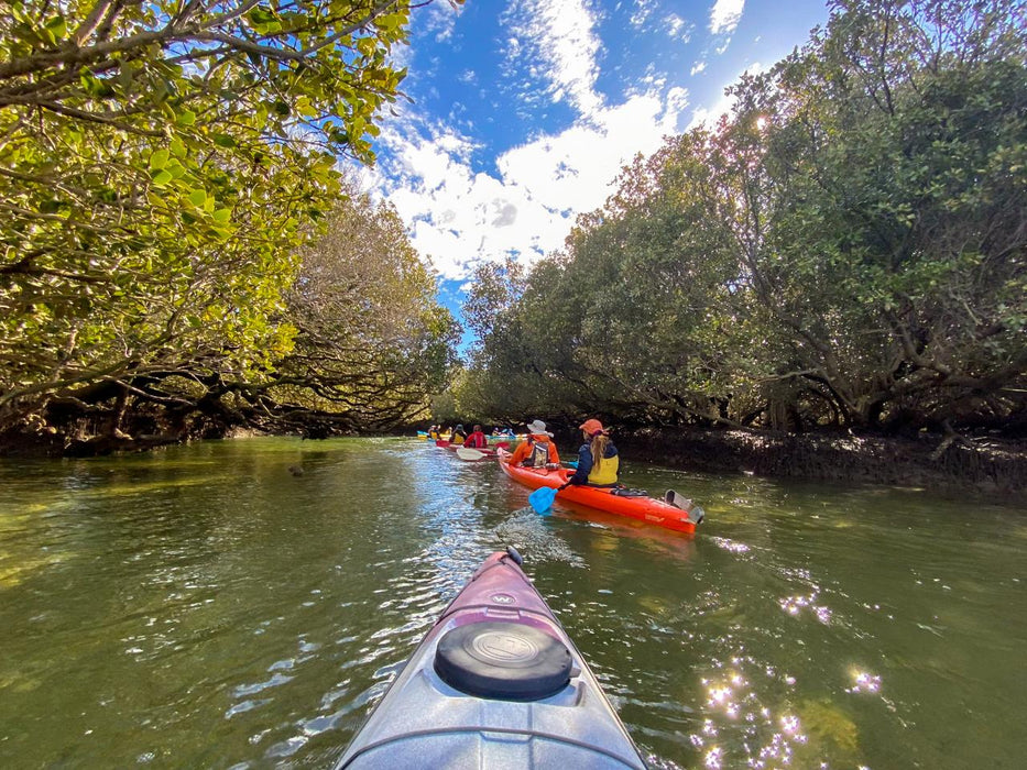 Dolphin Sanctuary Mangroves Tour