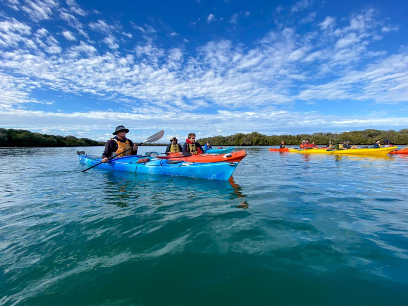 Dolphin Sanctuary Mangroves Tour