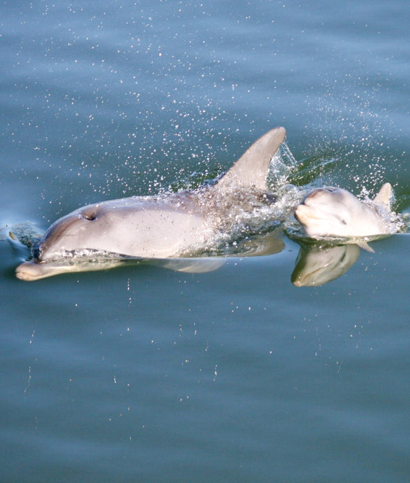 Dolphin Sanctuary & Ships Graveyard Kayak Tour