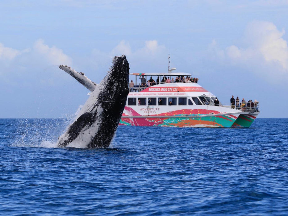 Hervey Bay Whale Watch