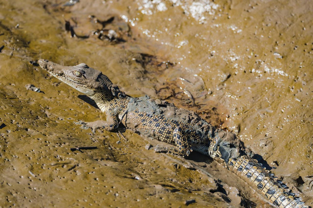 Autopia Tours: Jumping Crocodile Tour From Darwin