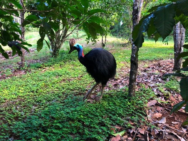 Cairns Tablelands Tasting Tour