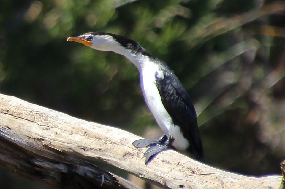 Leven River & History Cruise