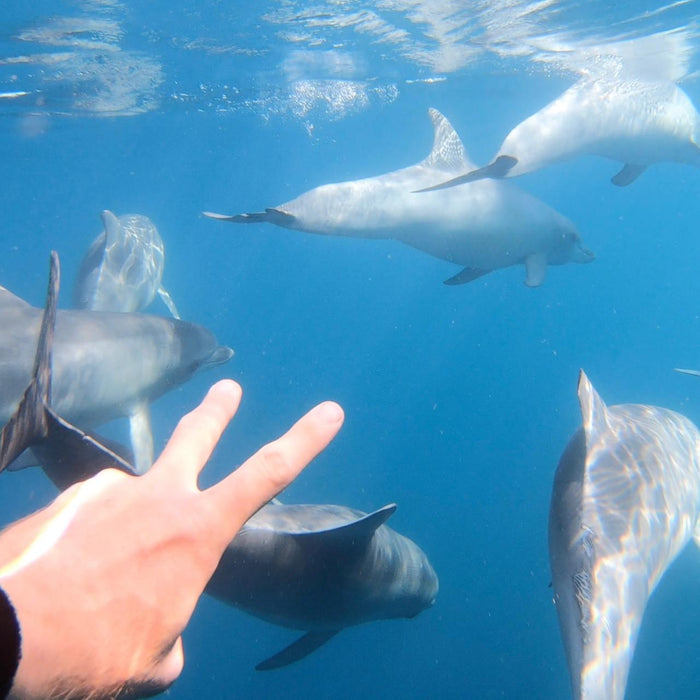 Wild Dolphin Swim