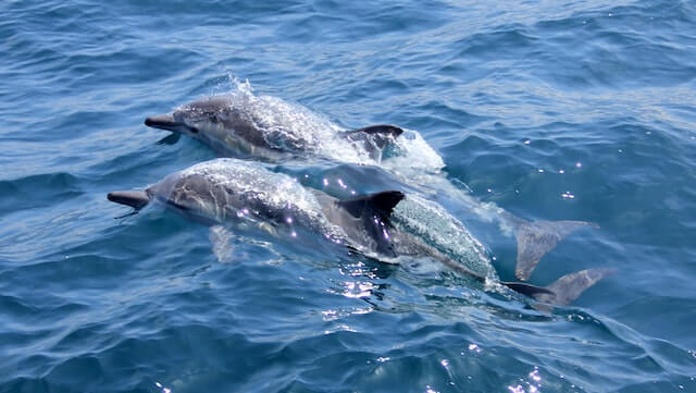 Gold Coast Eco Safari - Wild Animal Encounters And Electric Boat Cruise