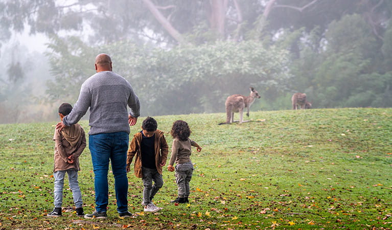 Gold Coast Eco Safari - Wild Animal Encounters And Electric Boat Cruise