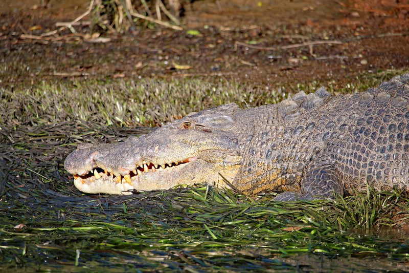 Johnstone River Croc & Wildlife Tour