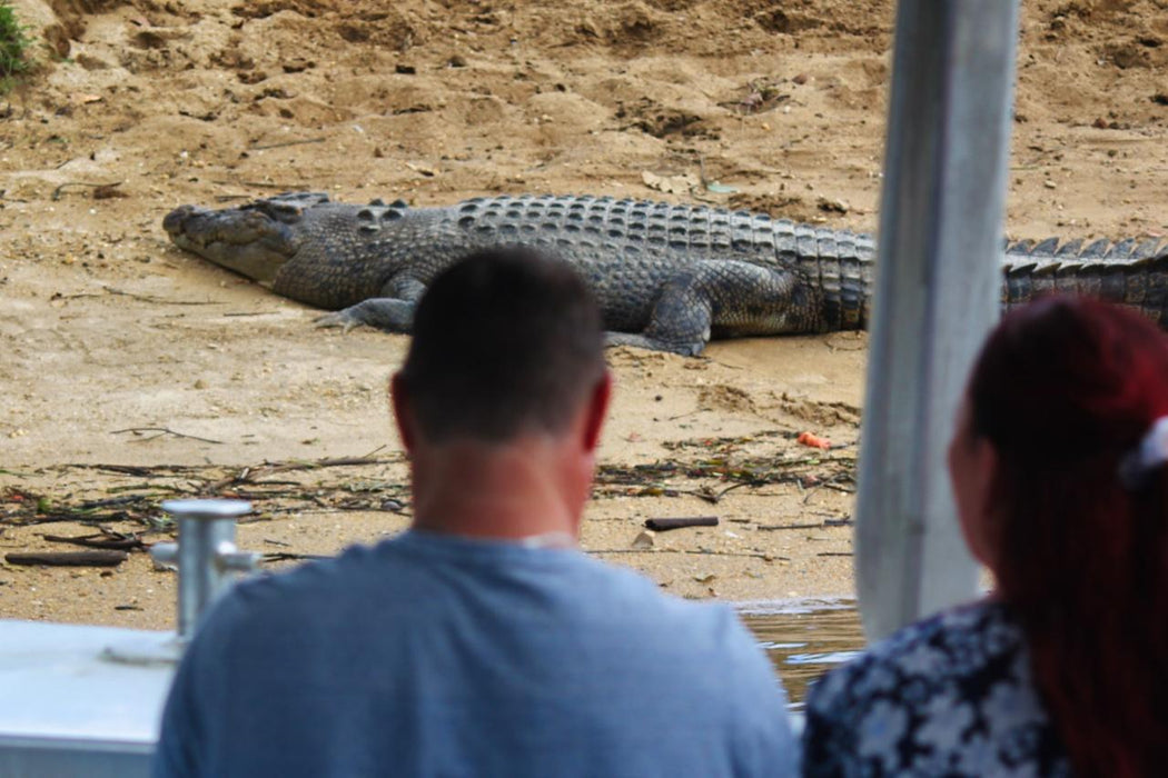 Crocodile Express Daintree Rainforest & Wildlife Cruise From Daintree Ferry Gateway