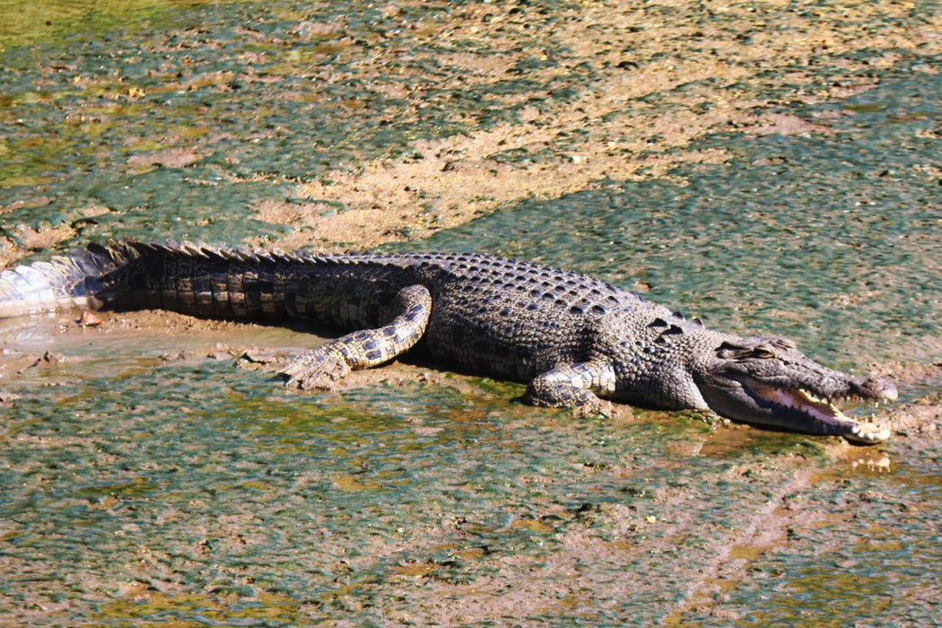 Crocodile Express Daintree Rainforest & Wildlife Cruise From Daintree Ferry Gateway