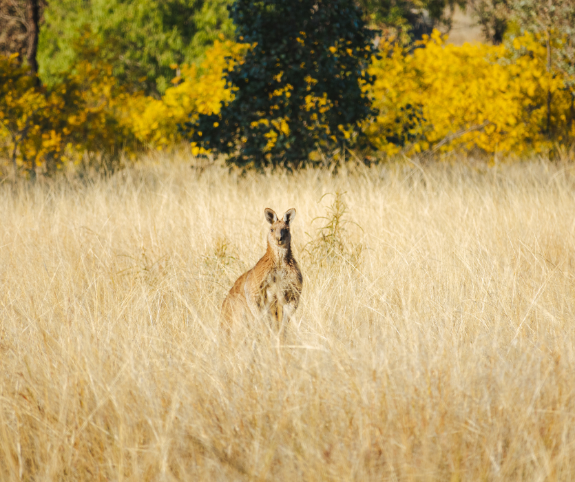 Discover Carnarvon Ranges