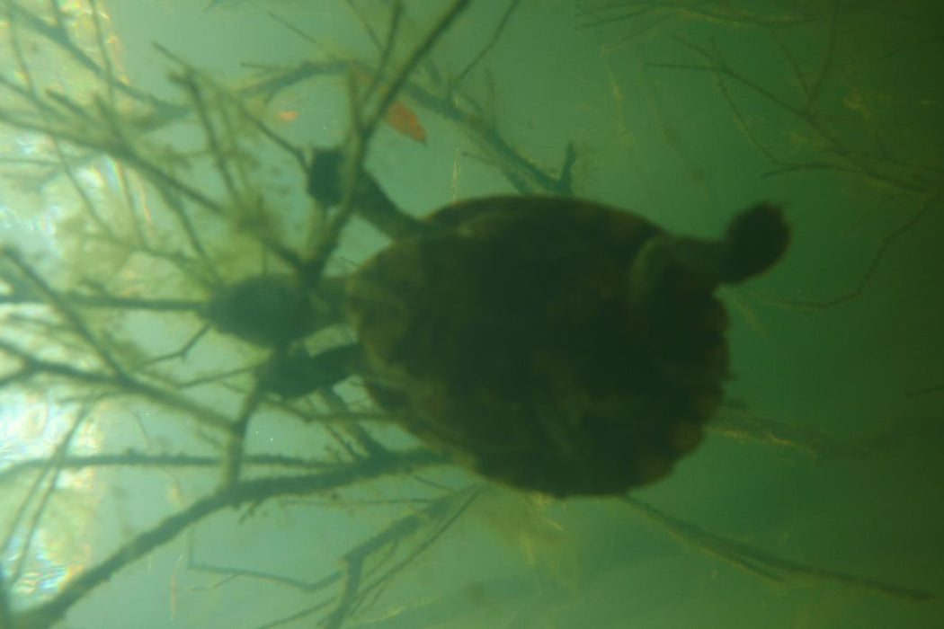 Rainforest Platypus Dive