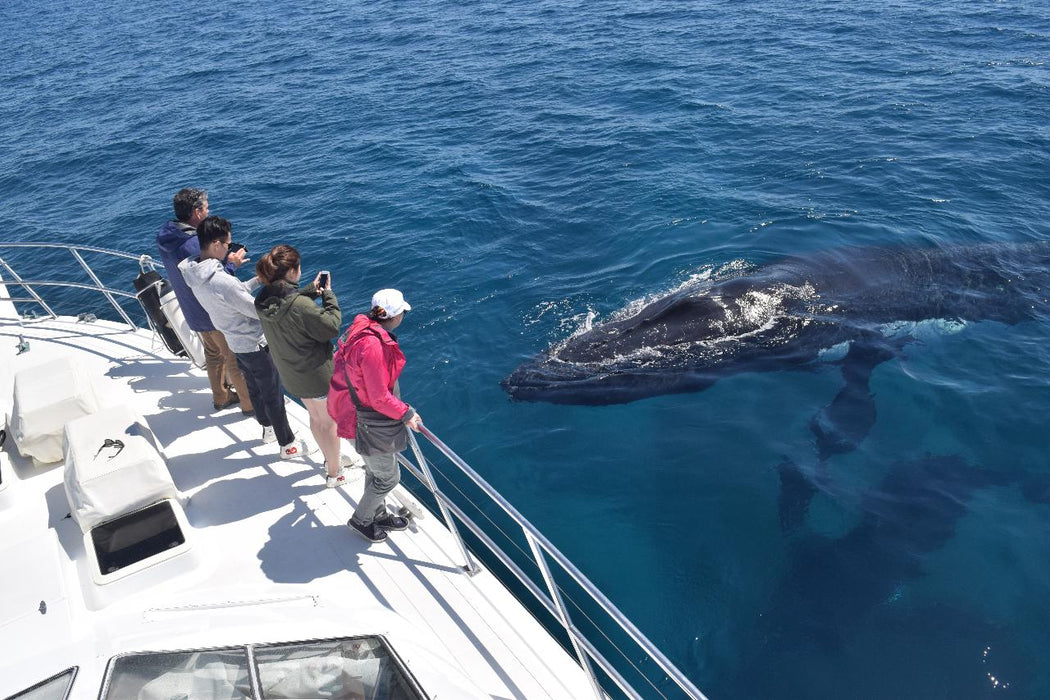 Dunsborough Whale Watching