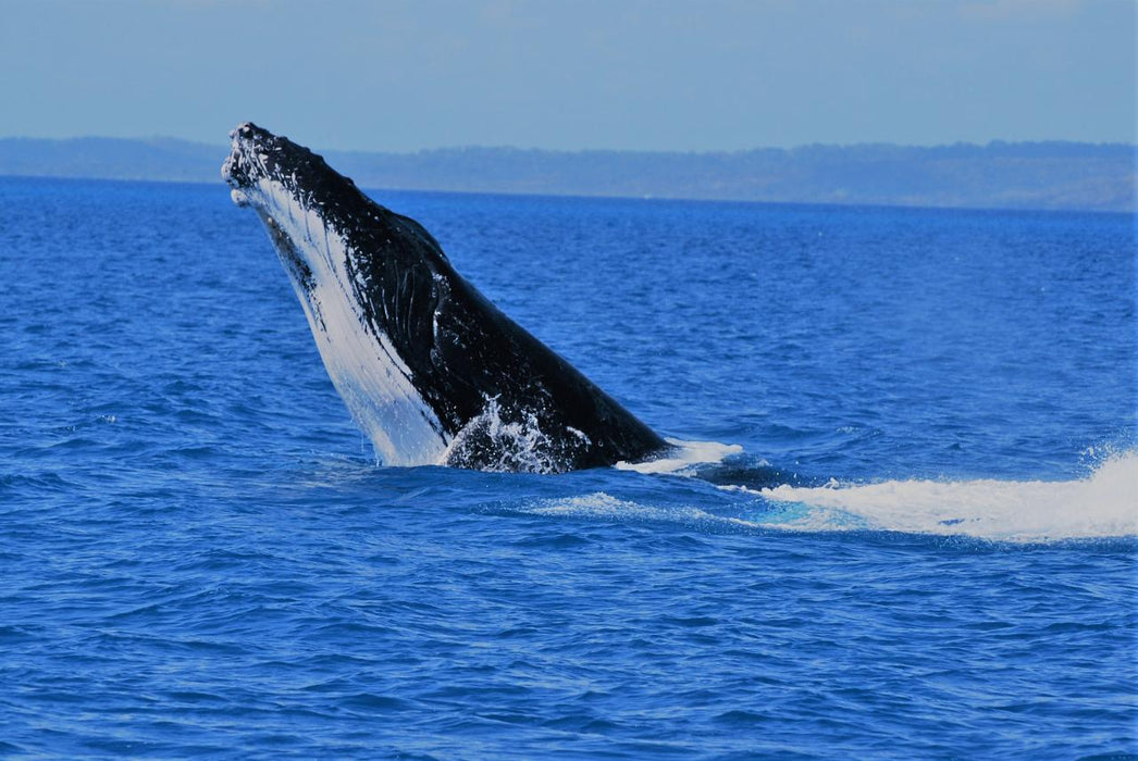 Premium Whale Watch Tour