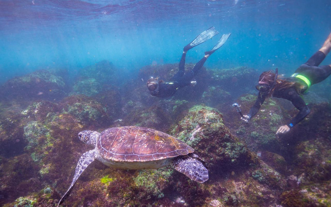 Swim With Turtles