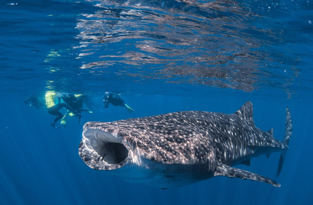 Whale Shark Adventure Swim Exmouth 2024 Season