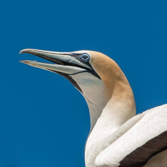 1.5Hr Dolphin And Seal Watching Eco Boat Tour Mornington Peninsula