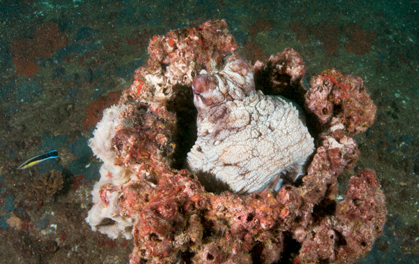 Double Dive: Ex-Hmas Brisbane Wreck