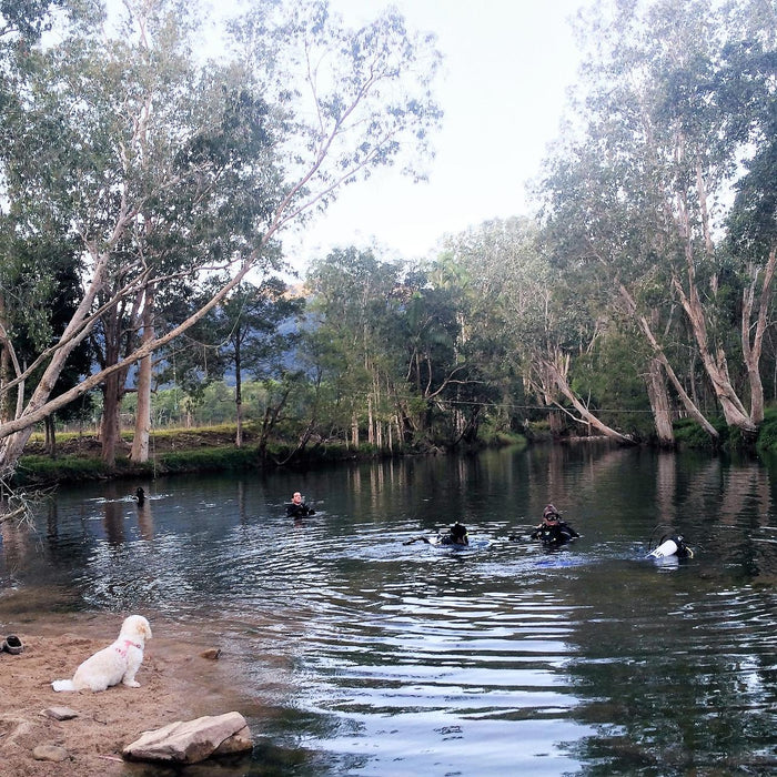 Rainforest Platypus Dive