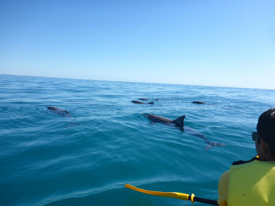 Noosa Private Day Tour - Double Island Point Wildlife Adventure