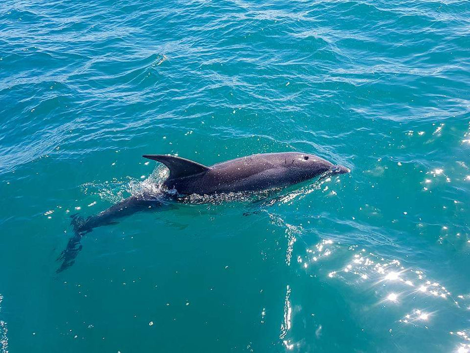 1.5Hr Dolphin And Seal Watching Eco Boat Tour Mornington Peninsula