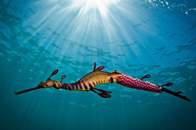 Snorkel With Sea Dragons