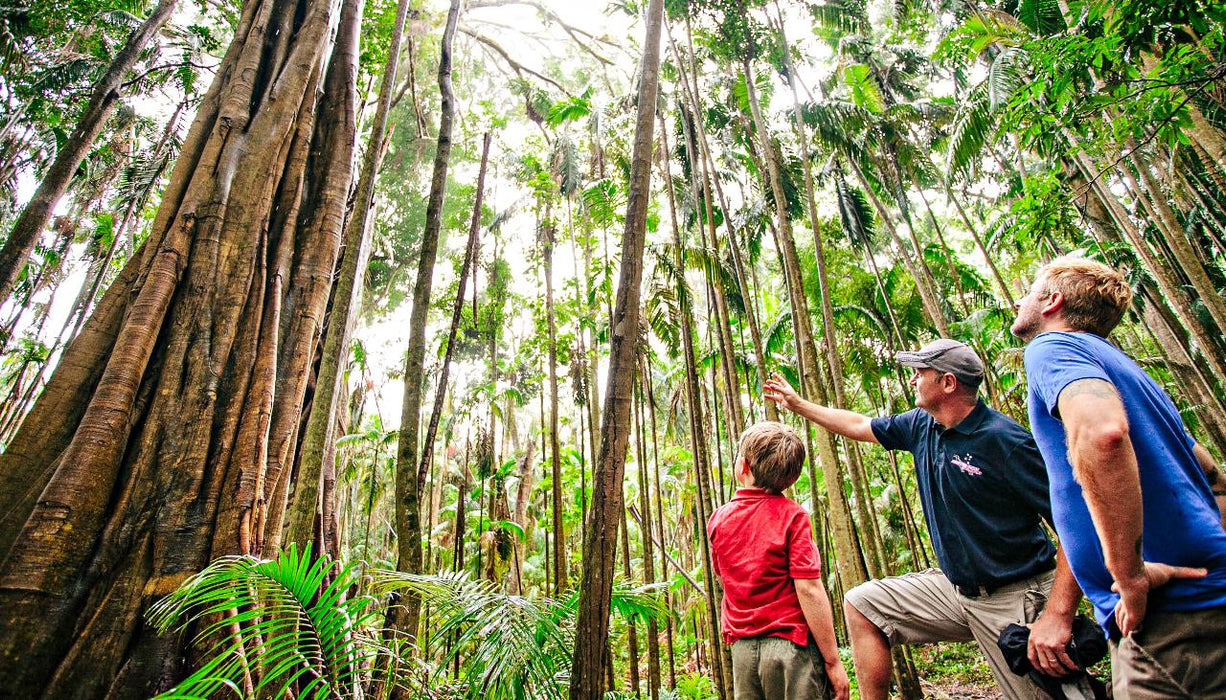 Natural Bridge & Springbrook Waterfalls Tour