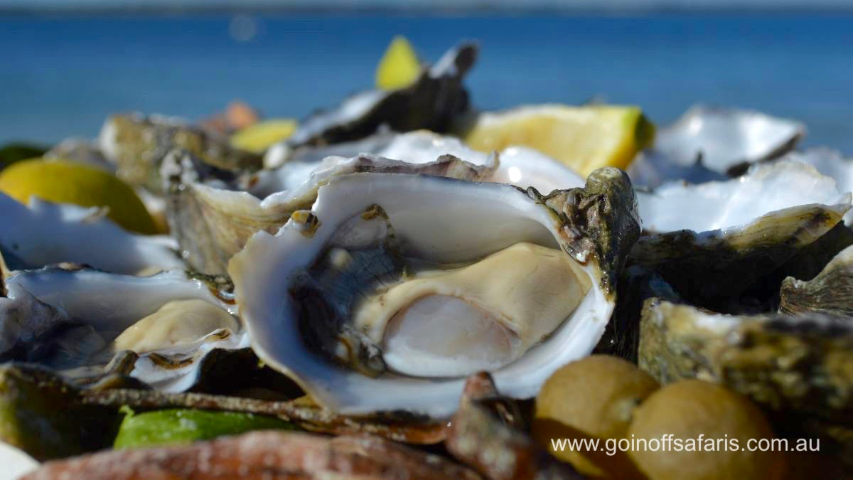 Coffin Bay Oysters, Ocean And Nature Tour - Full Day
