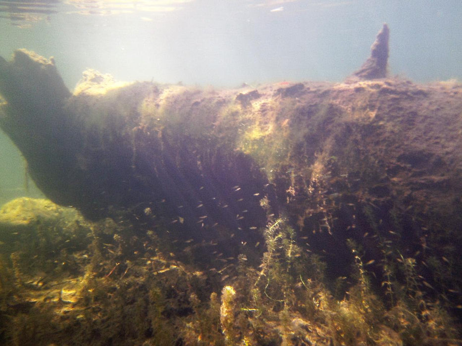 Rainforest Platypus Dive