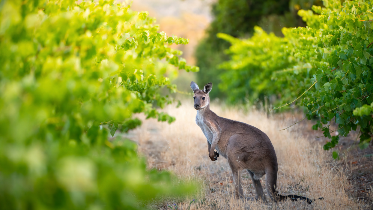 Vineyard Sustainability Tour & Tasting Experience At Maxwell Wines