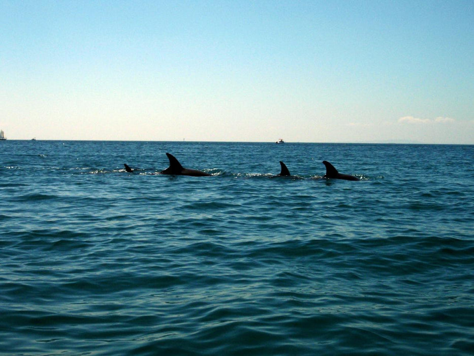 Kayak The Dolphin Sanctuary