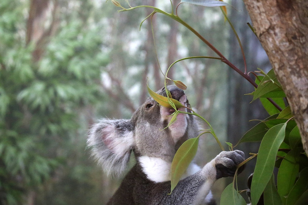 Gold Coast Eco Safari