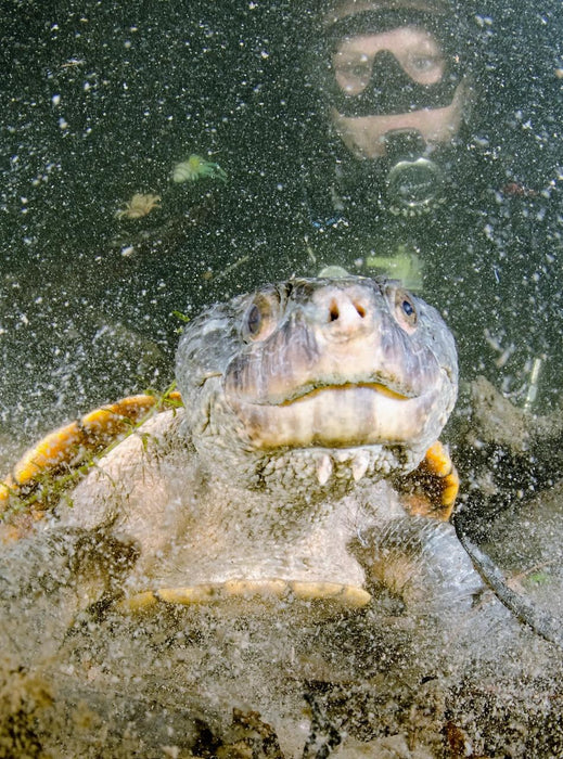 Rainforest Platypus Dive