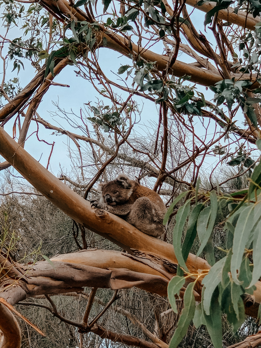 Koala Walking Tour