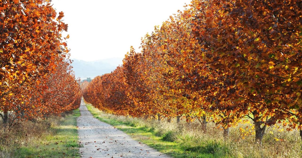 Tour De Mudgee Cellar Door