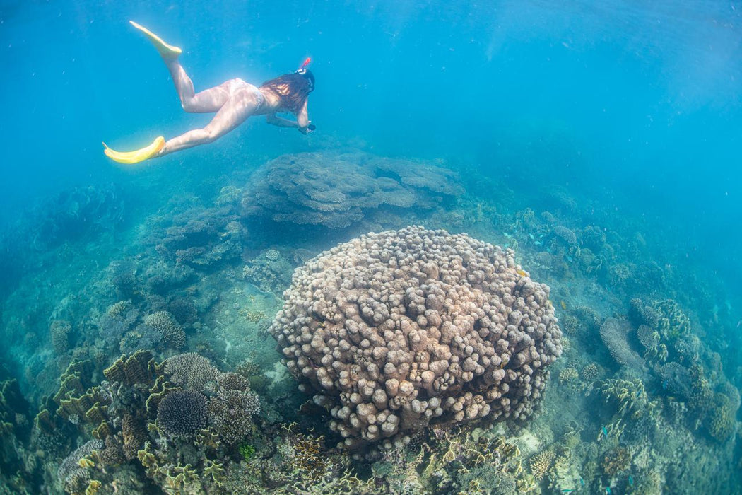 Whale Shark Adventure Swims Exmouth