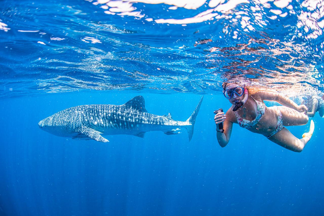 Whale Shark Adventure Swims Exmouth