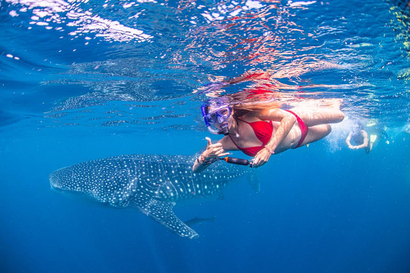 Whale Shark Adventure Swims Exmouth