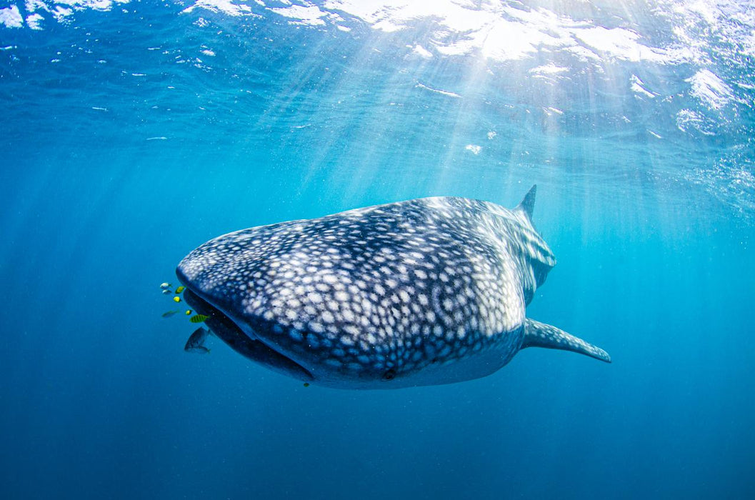 Whale Shark Adventure Swims Exmouth