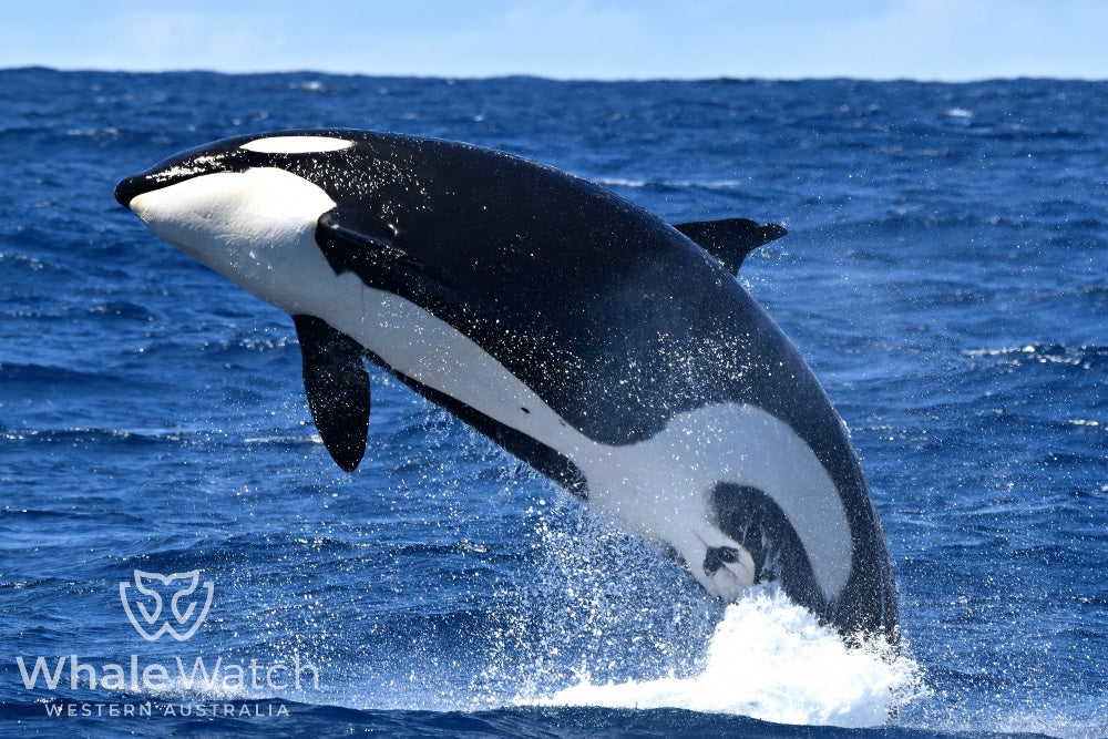 Bremer Bay Orca Experience