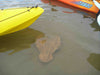 Glass Bottom Kayak Tour - Cullendulla Sanctuary