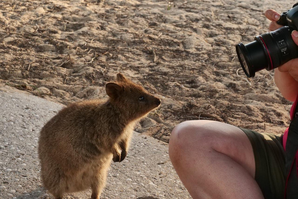 Rottnest Photographic Day Tour Without Ferry