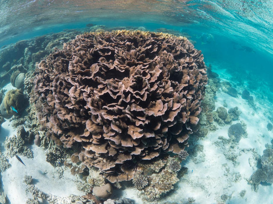 1 Hour Coral Viewing Cruise